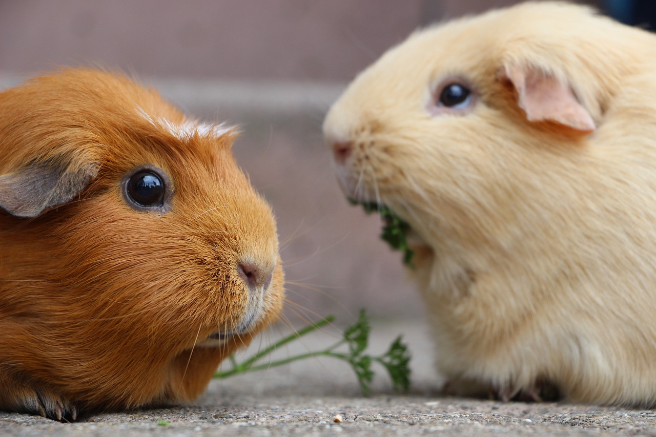 guinea-pig-5287749_1280